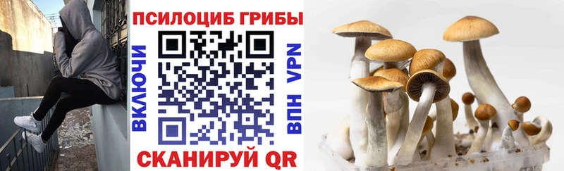 Галлюциногенные грибы Psilocybine cubensis  закладка  Боровичи 